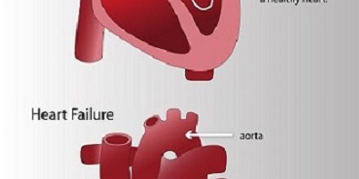 Protein's Pivotal Role in Heart Failure