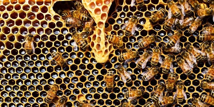 Honeybees Social Distance To Limit The Spread of Infectious Diseases