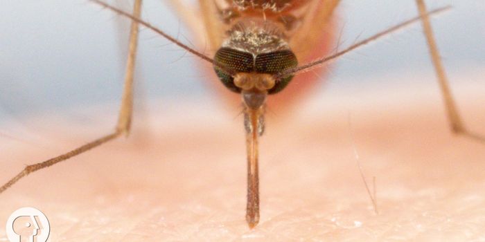 Mosquitoes: how they suck our blood