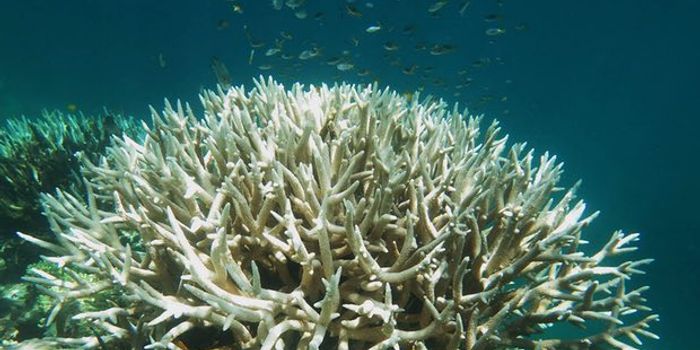 Are we looking at the end of the Great Barrier Reef?