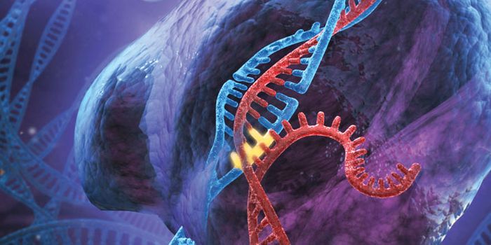 The US Takes a Stance against Modifying Embryo DNA