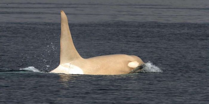 All-White Orca Surfaces Near Russia for the First Time in 5 Years