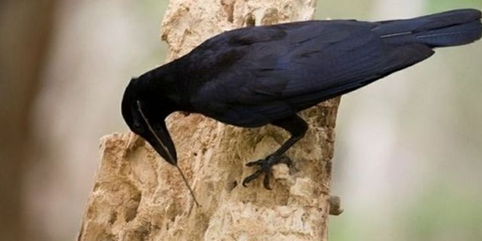 Crows Recorded on Video Making Their Own Tools for Hunting
