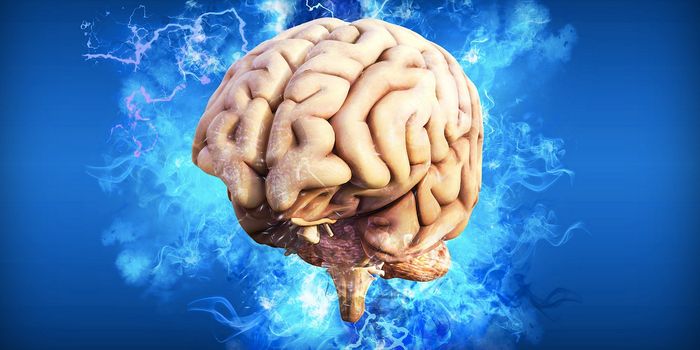 'Silent' Synapses Found in the Adult Brain