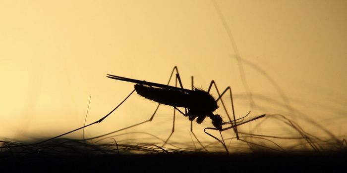 Dengue Virus Makes Mosquitoes Bite More Frequently