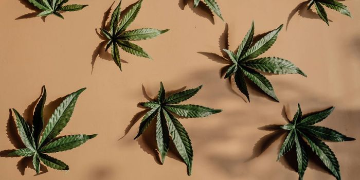 What is the Cannabis Paradox?