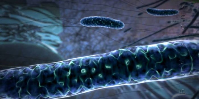 Powering the Cell: Mitochondria