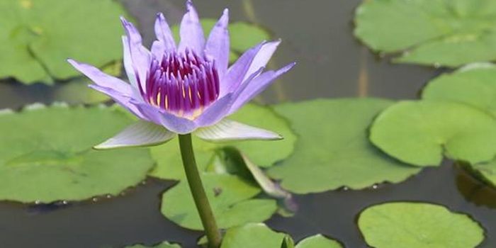 Water Lily Genome Provides Insight Into Flowering Plant Evolution