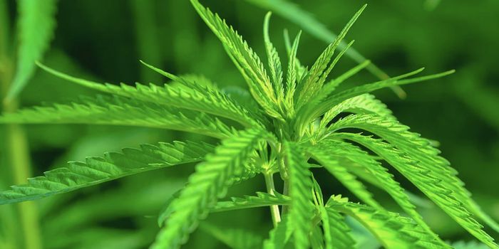 Illegal Cannabis Grow Sites Could be Poisoning Threatened Animals