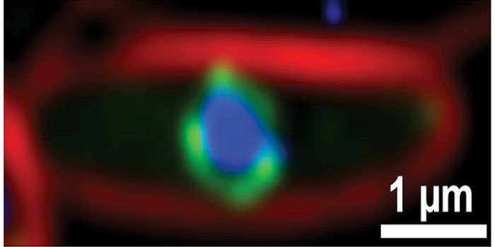 Giant Viruses Make a Nucleus Similar to Those in Our Cells
