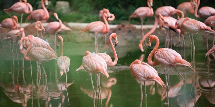 Flamingos used a sophisticated set of fluid dynamics to eat