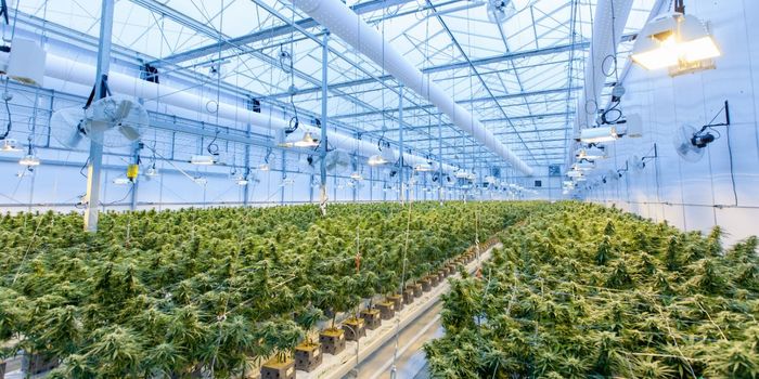 Researchers Debunk Cannabis Growing Myths