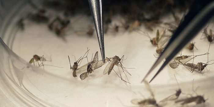 Surprise Zika Infection has Health Experts Stumped