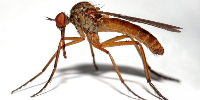 Fungus makes mosquitoes susceptible to malaria parasite