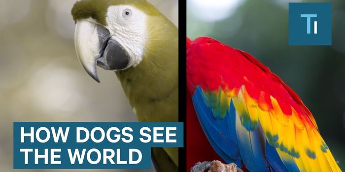Here's What Dogs Really See
