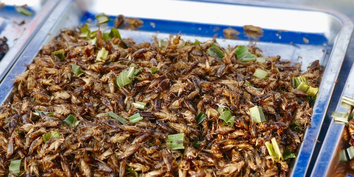 Combating the global antibiotic resistance with an unexpected creature: maggots