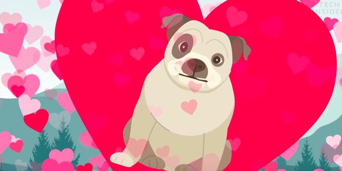 Here's How to Tell if Your Dog Actually Likes You