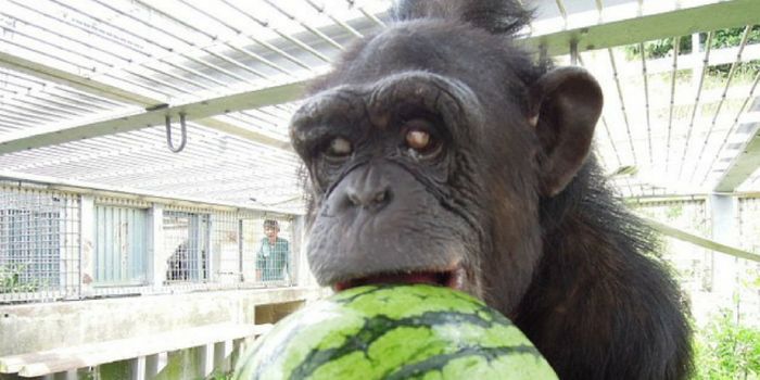 Meet the 24-Year-Old Chimp with Down Syndrome