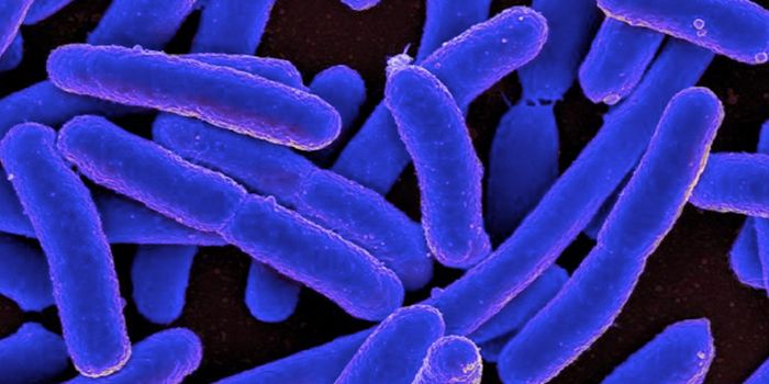 A Method to Efficiently Edit Bacterial Genomes Without Selection