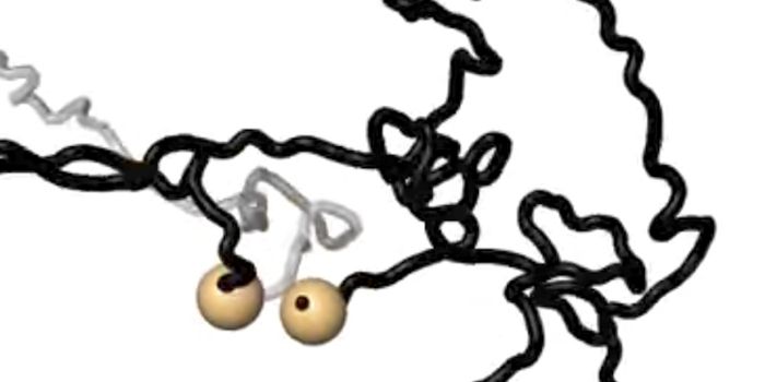 Molecular Motor Driving Chromosome Transformation is Identified