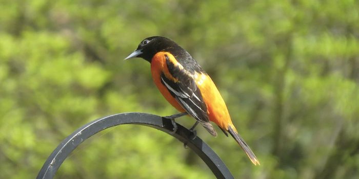 Bullock's & Baltimore Orioles May Mix, But They Won't Merge