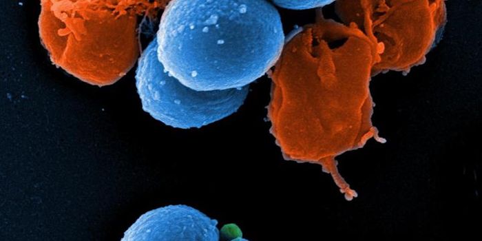 Using a Cancer Drug to Fight Antibiotic-Resistant Pathogens