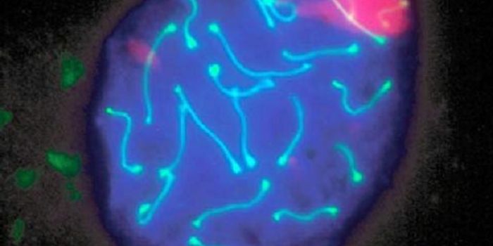 Protein Able to Regulate DNA Repair During Sperm Formation