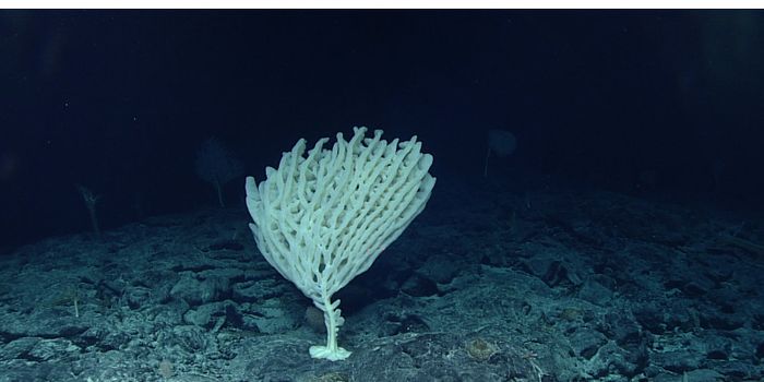 Climate Change Threatens Ocean's 'Twilight Zone'