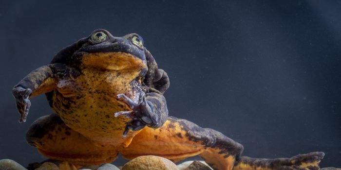 Romeo, the 'World's Loneliest Frog,' Will Soon Meet His Juliet