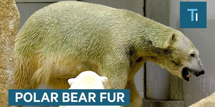 The True Color of Polar Bear Fur Explained