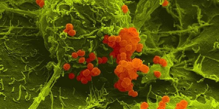 The Big Effect of a Small Protein