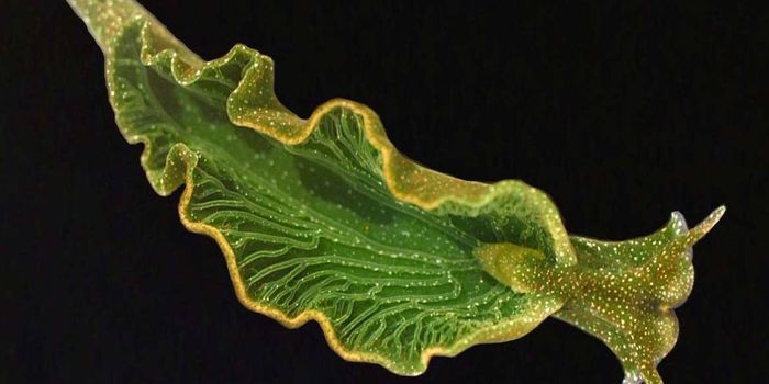 A solar-powered sea slug?