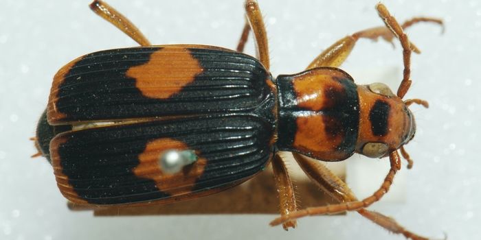 These Beetles Protect Themselves From Predators by Spraying Acid