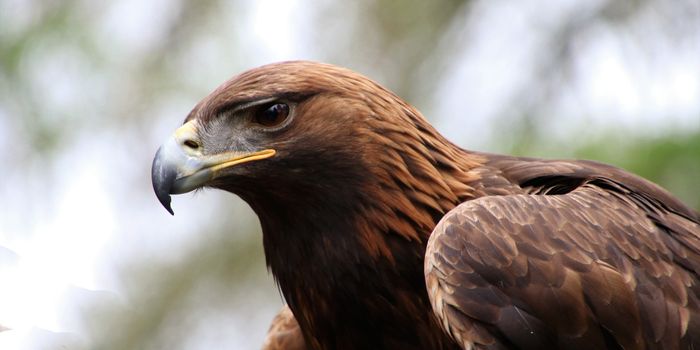 Alarming Levels of Lead Poisoning in Eagles Could Hinder Population Growth