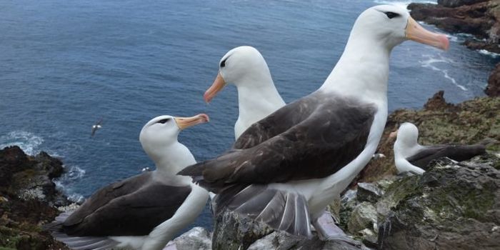 Rising Ocean Temperatures Impact the Survival of Juvenile Albatrosses