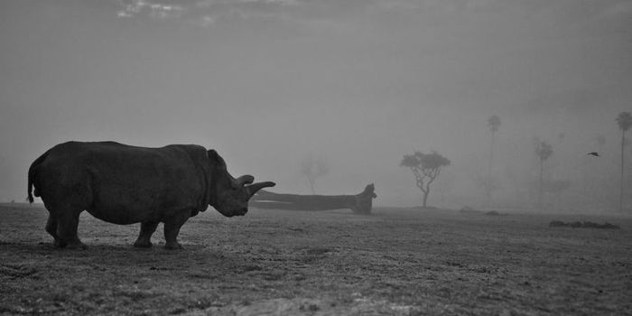 Can Scientists Revive the Northern White Rhino Population?