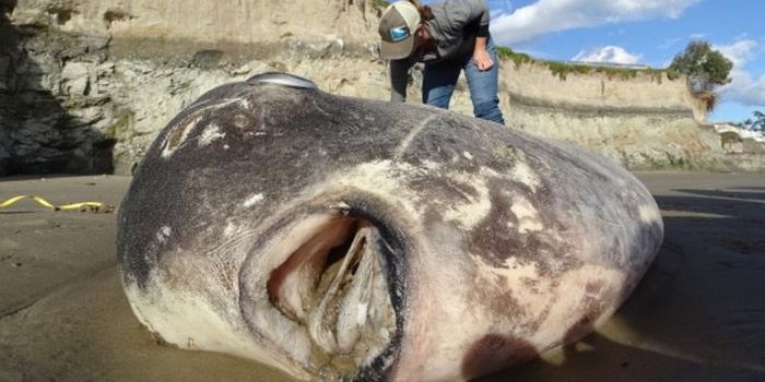 Giant Fish Thought to Live in the Southern Hemisphere Washes Up in California
