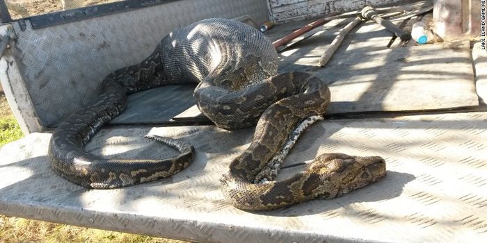 Giant Python Dies After Eating Porcupine