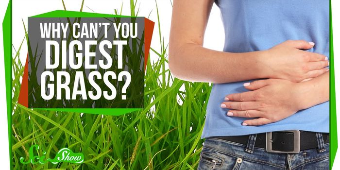 Grass: Good for Cows, Not so Much for Humans