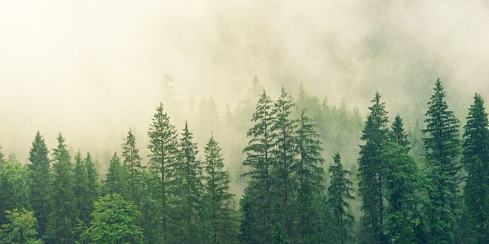 The Pine Tree Bark Extract that Can be Used in Treatments for Skin Conditions to UTIs