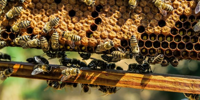 Can a Sugar that Kills Honeybees Kill Cancer Cells?