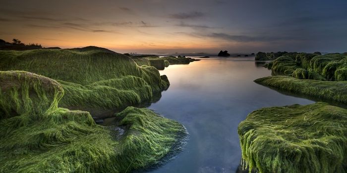 Plants Moved to Land by Stealing Genes from Soil Bacteria