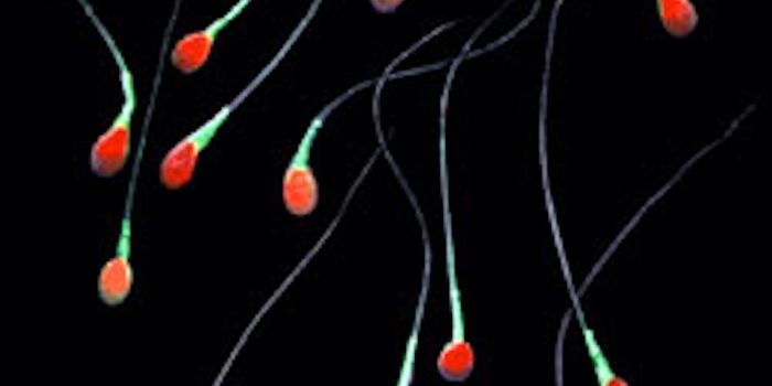 Using Sperm to Fight Cancer