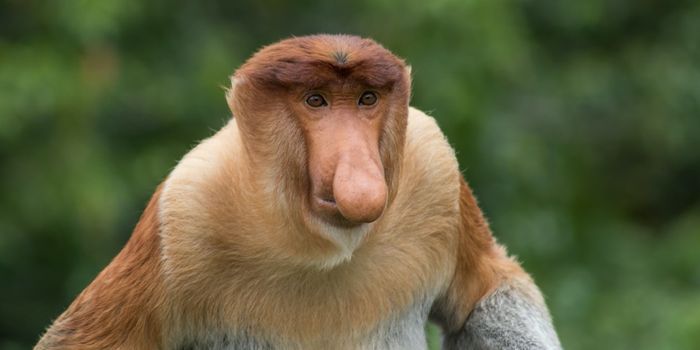 Every River Leap a Proboscis Monkey Makes Could be its Last