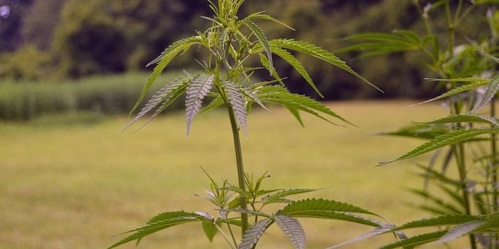 The Science Behind Hemp