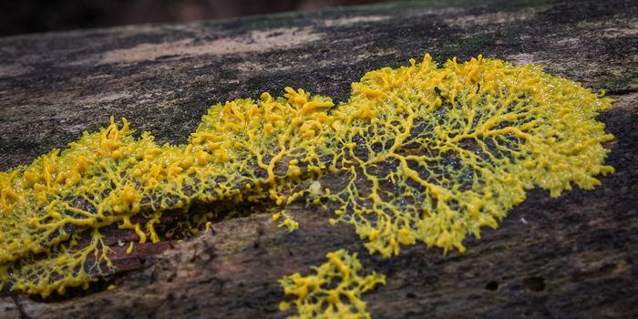 Better Know a Microbe: Physarum