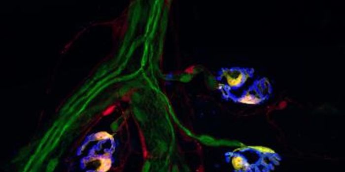 New Method Identifies Different Types of Nerve Support Cells