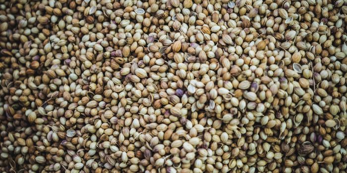 Seeds matter when growing cannabis