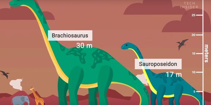 These Are the World's Largest Life Forms