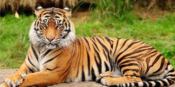 WWF Reports First Increase in Wild Tiger Numbers in "Decades"